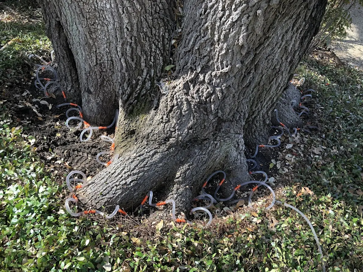 Detailed Tree Cabling and Bracing job site in Rock Island