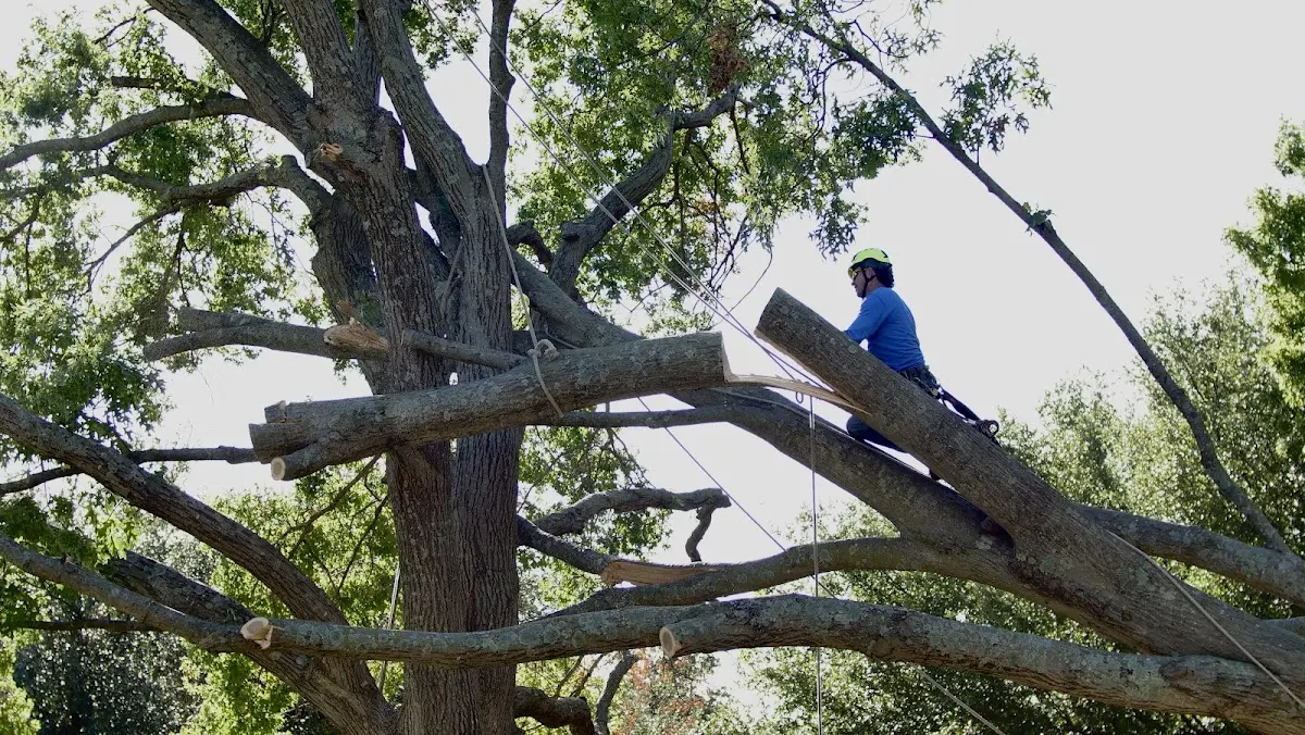 Professional Hazardous Tree Removal performed by certified arborists in Rock Island