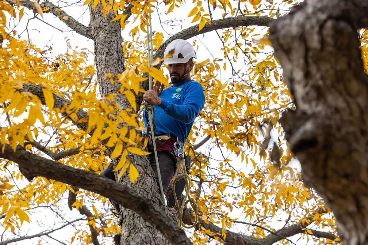Skilled Tree Pruning crew working in Rock Island