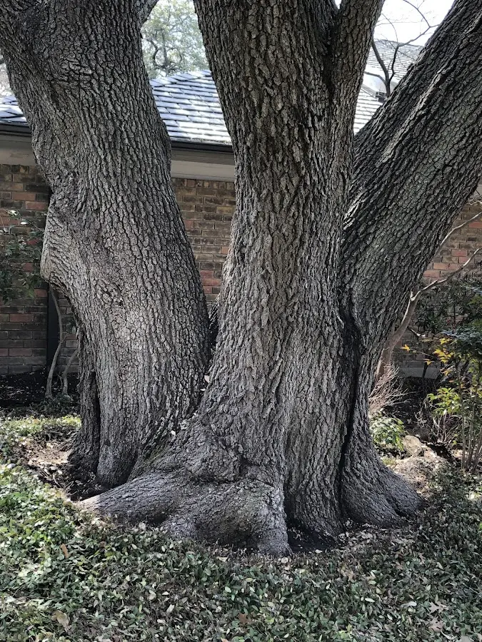 Mature heritage tree close to a Rock Island property cared for by certified arborists